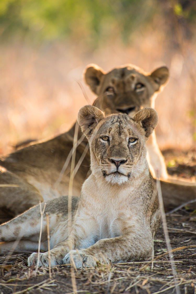 Chundukwa River Lodge en Livingstone