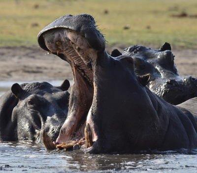 Chundukwa River Lodge en Livingstone