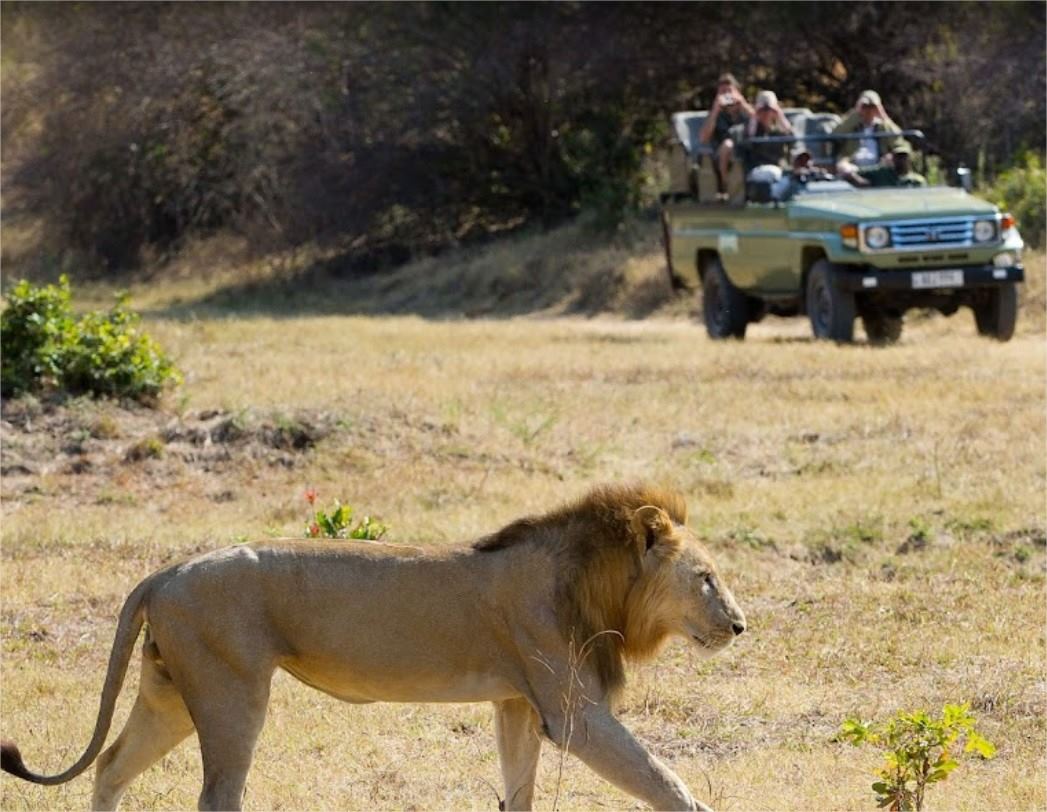 Flatdogs Camp en Luangwa Valley