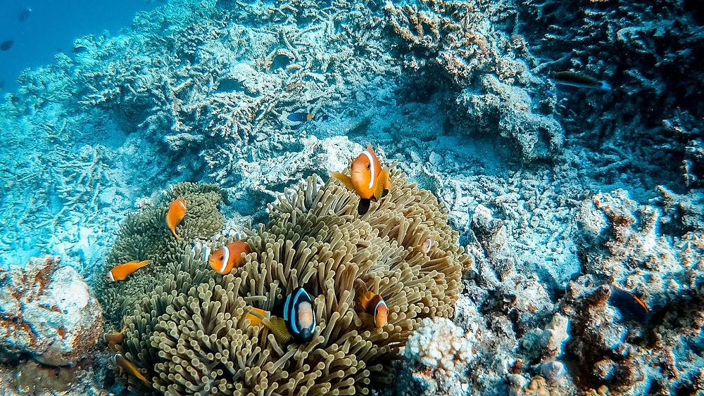 Safari Island Resort en North Ari Atoll