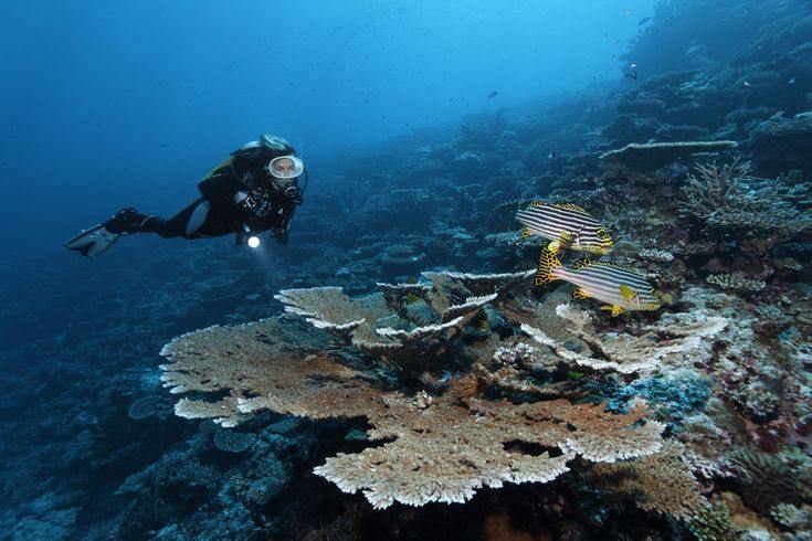 Safari Island Resort en North Ari Atoll