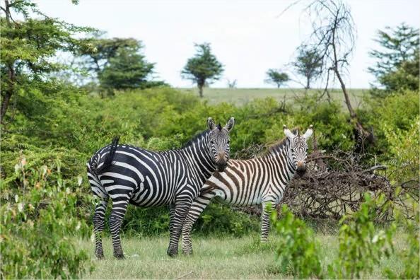 Mara Expedition Camp en Masai Mara