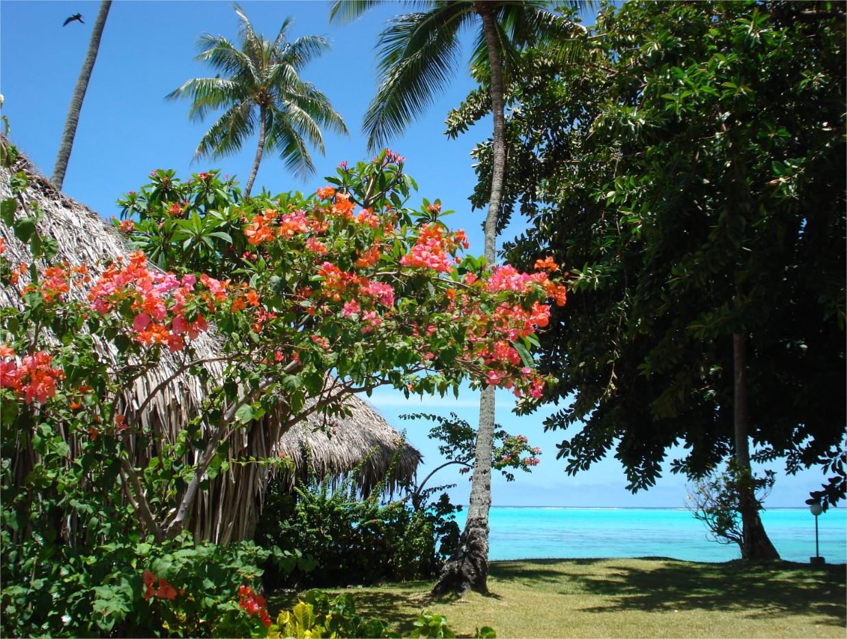 Hotel Hibiscus en su destino