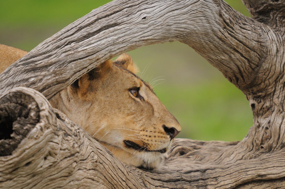 Roho Ya Selous en Selous Reserve