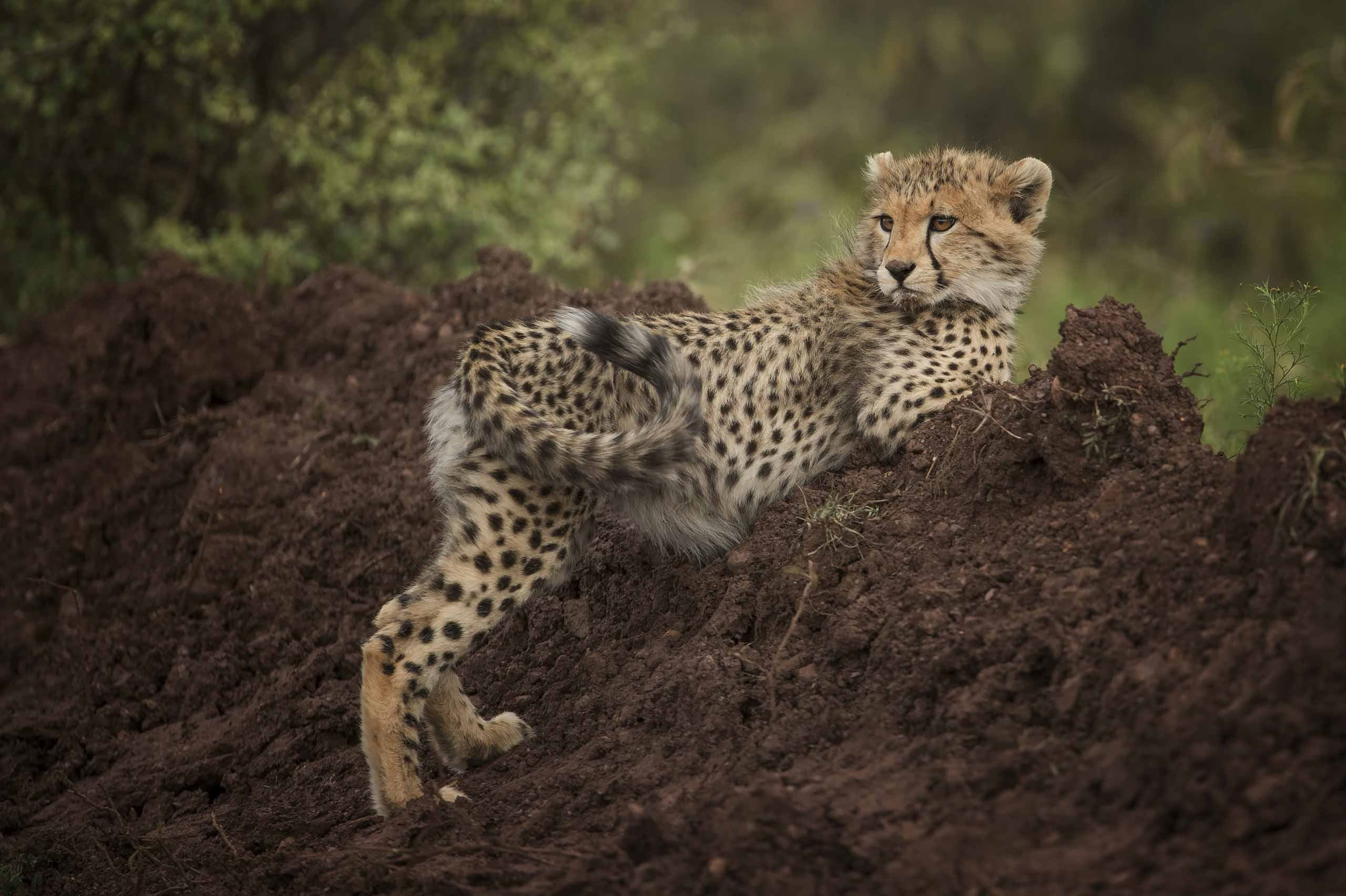 Singita Mara River Tented Camp en Serengeti