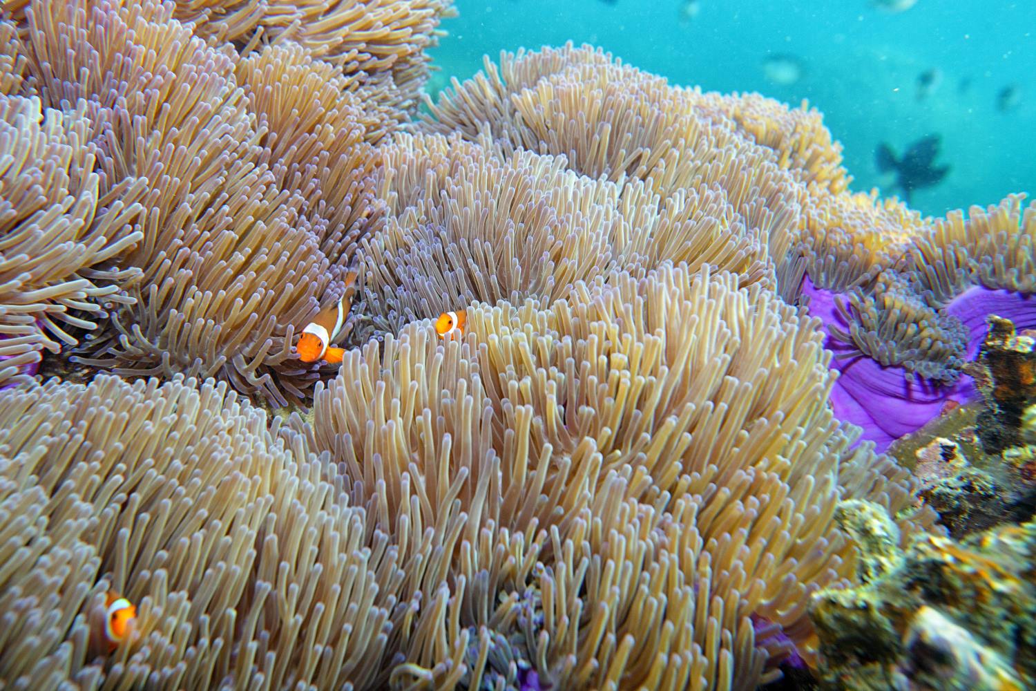 Tioman