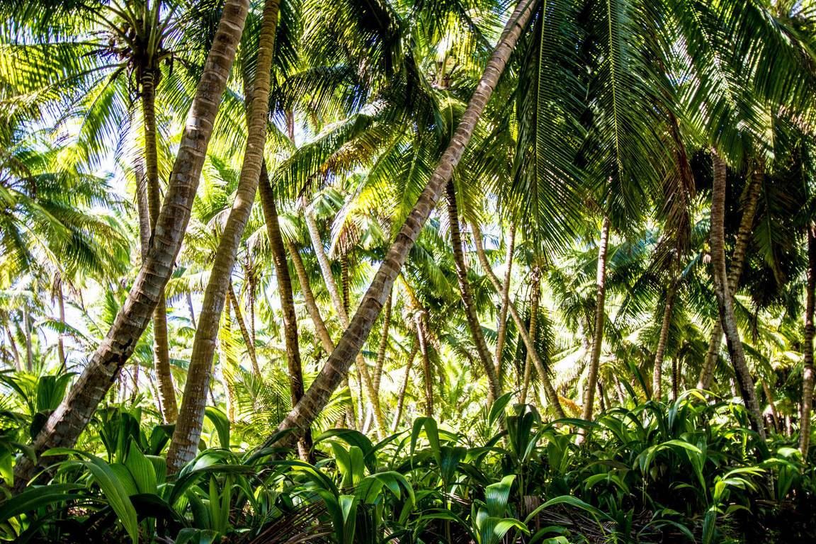 Alphonse Island Lodge en Alphonse Island