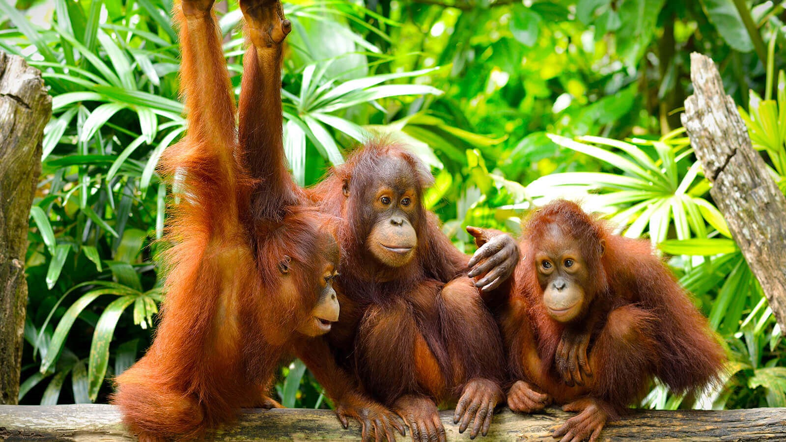 Sepilok Nature Resort en Malaysia