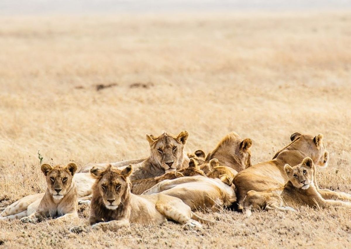 Cherero Camp en Serengeti