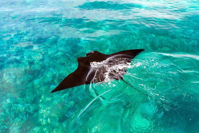Derya Liveaboard en Komodo