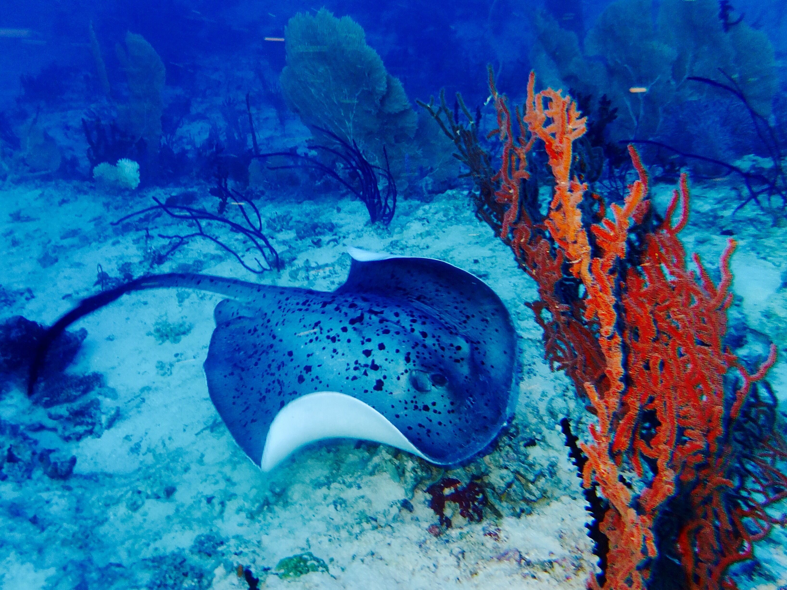 Grand Park Kodhipparu en North Male Atoll