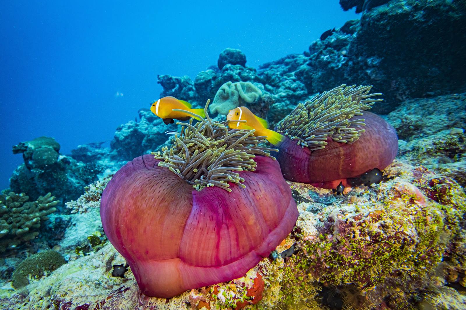 Mövenpick Resort Kuredhivaru Maldives en Noonu Atoll