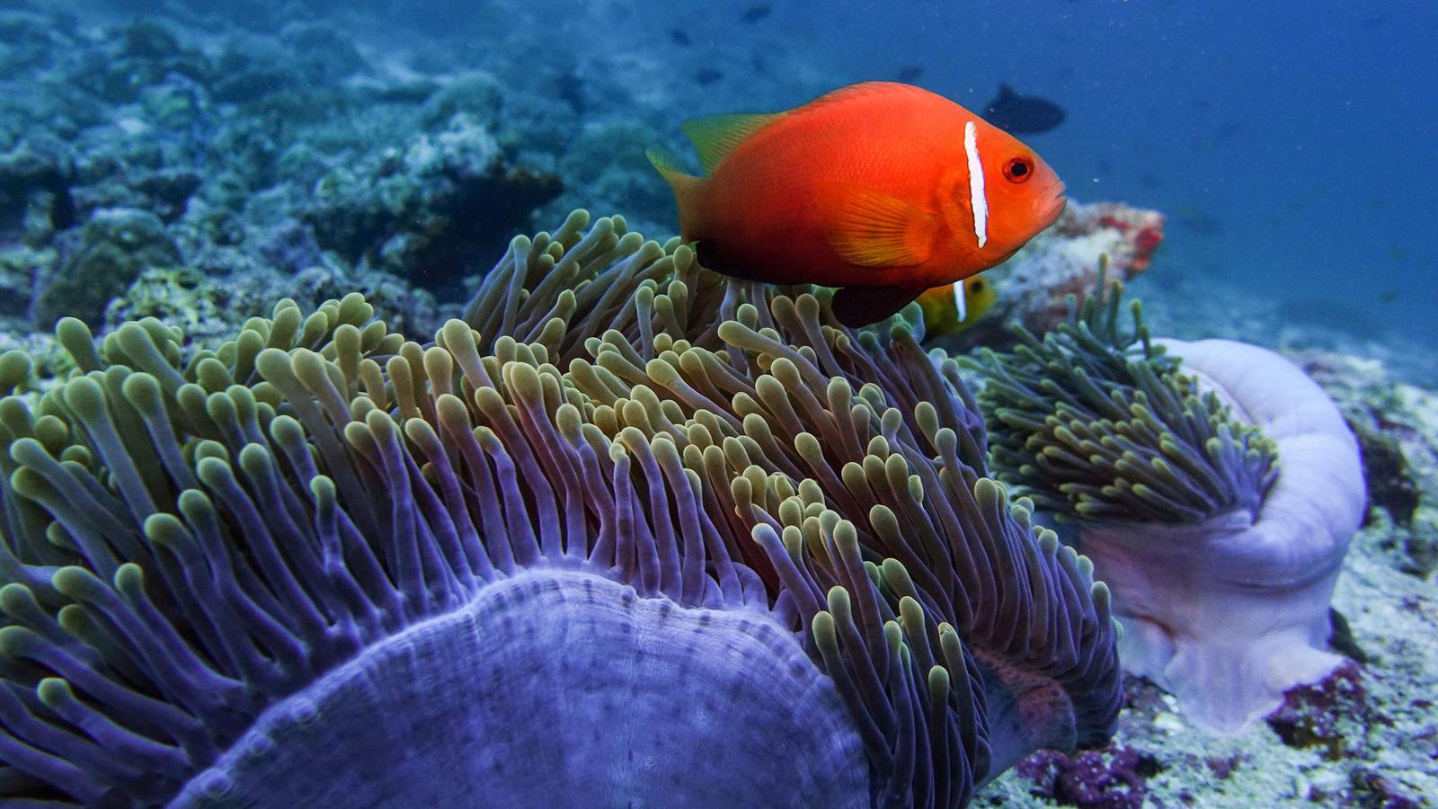 Mövenpick Resort Kuredhivaru Maldives en Noonu Atoll