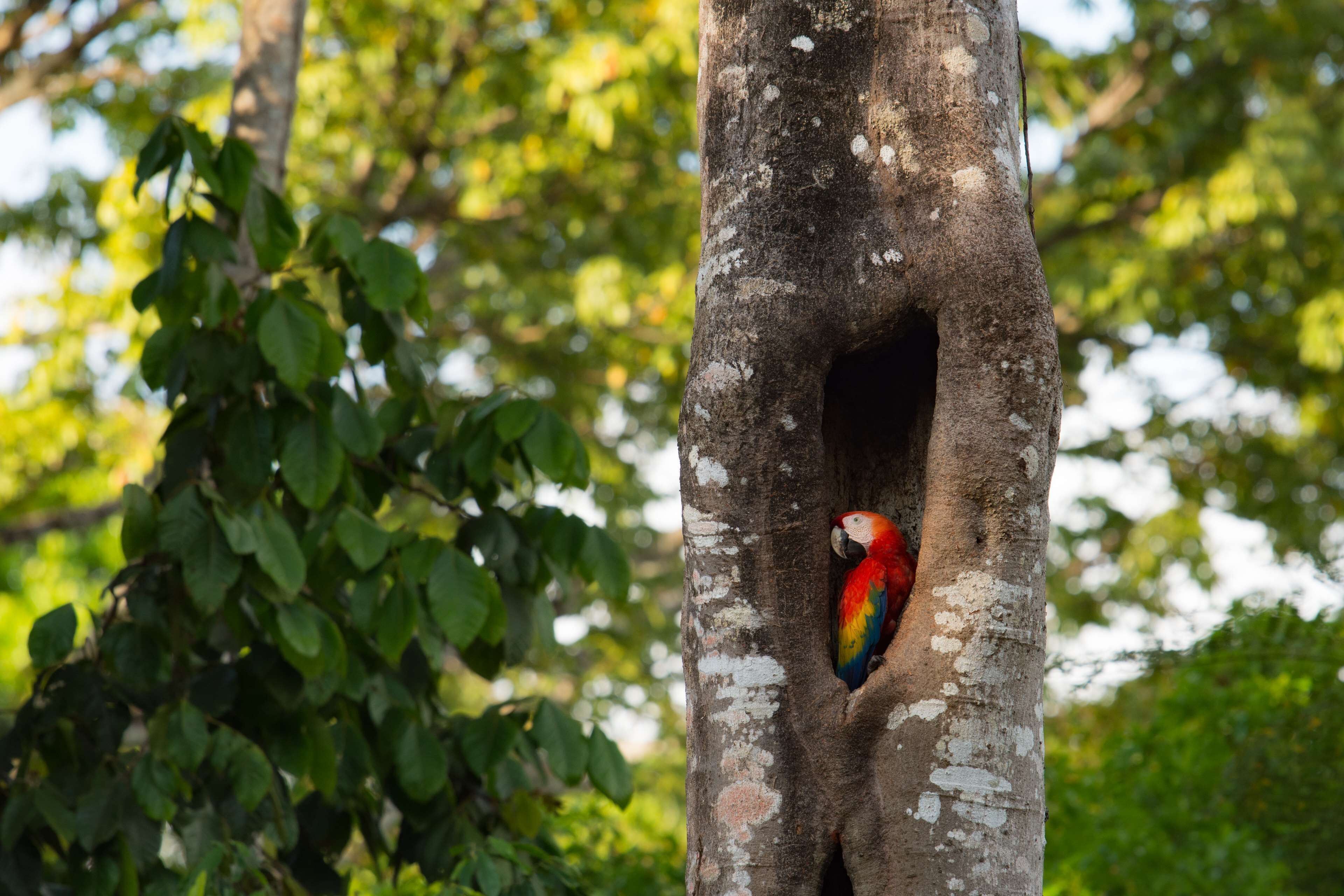 Botanika Osa Peninsula, Curio Collection by Hilton en Manuel Antonio