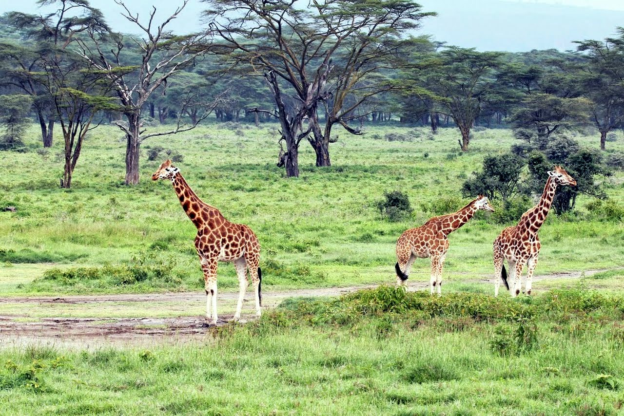 Nakuru