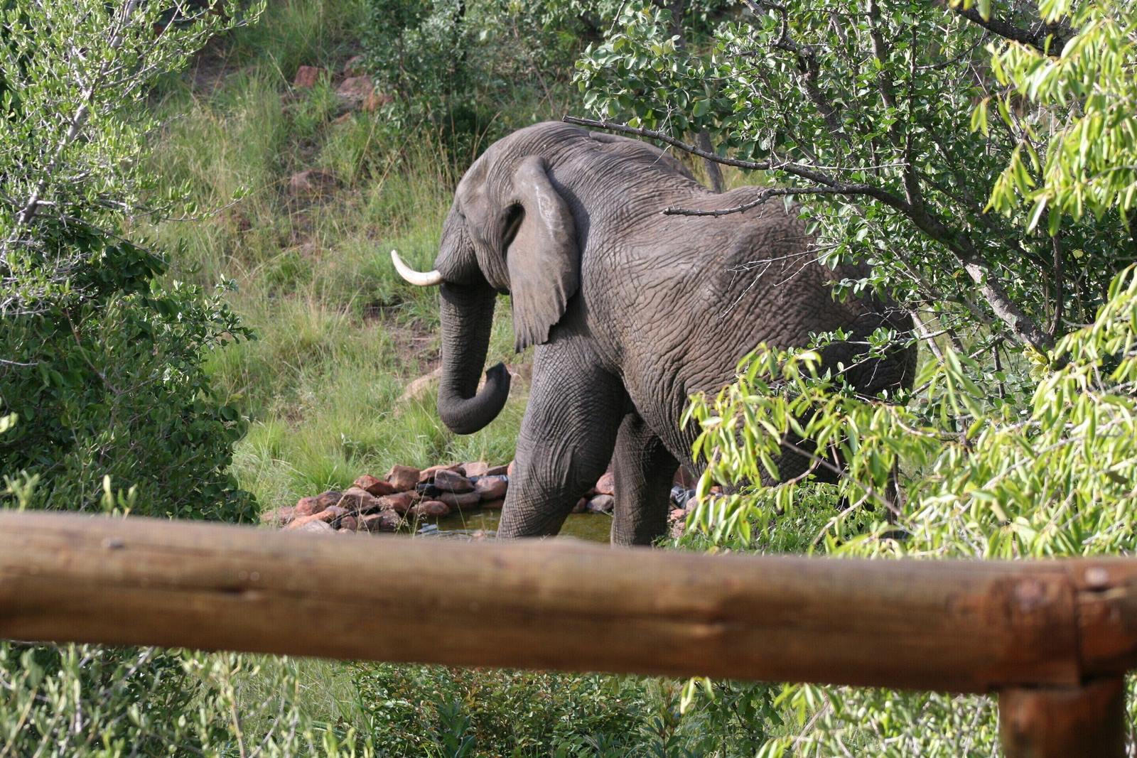 Nedile Lodge en The Waterberg