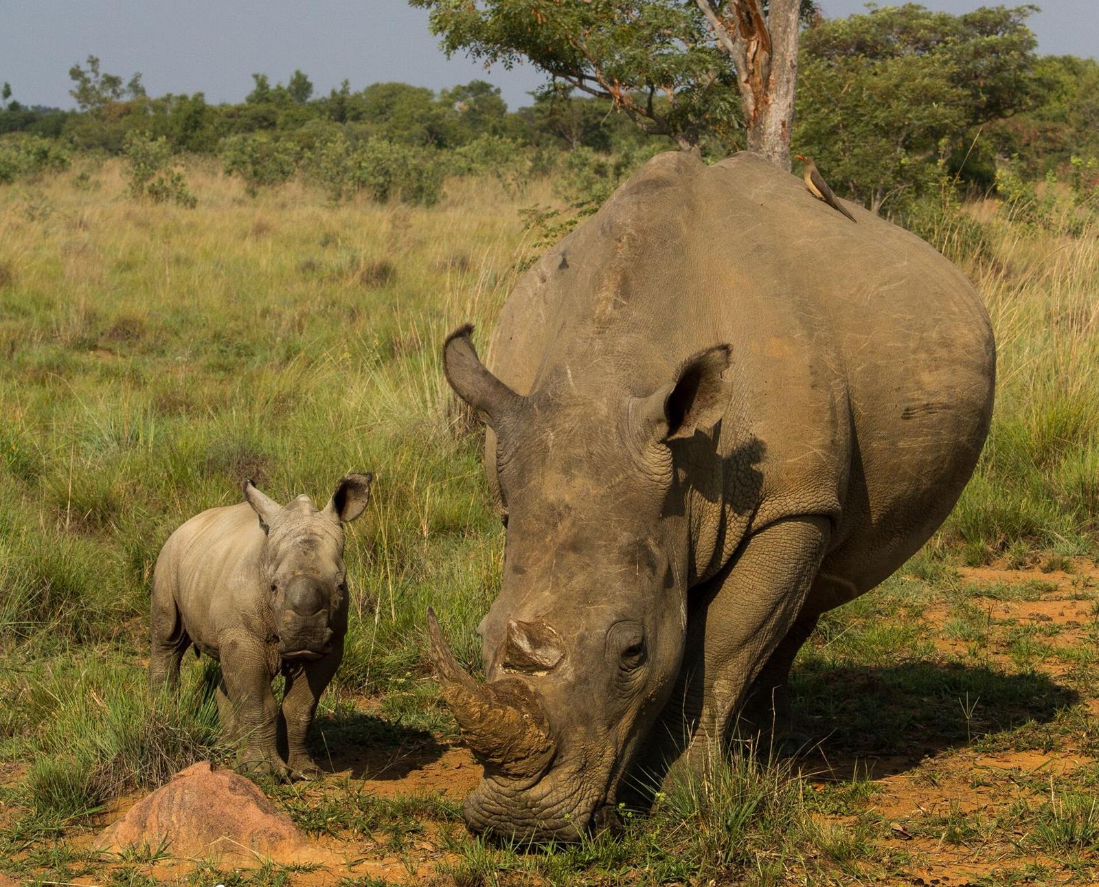Nedile Lodge en The Waterberg