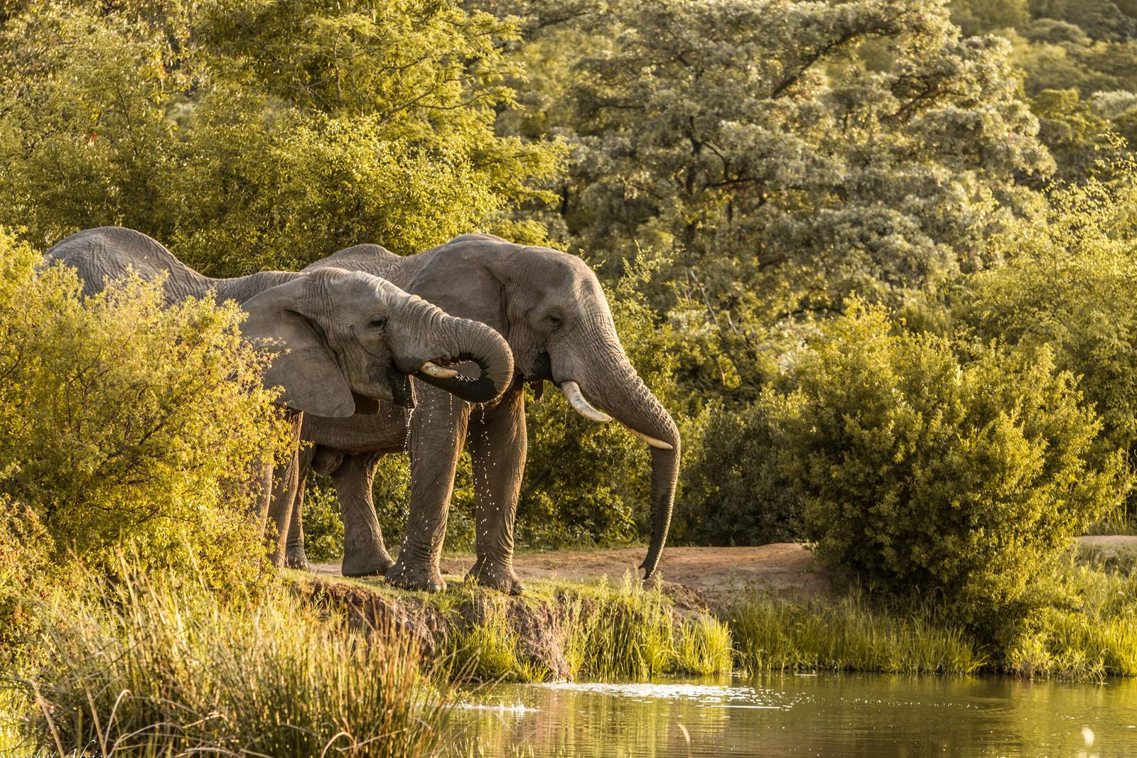 Nedile Lodge en The Waterberg