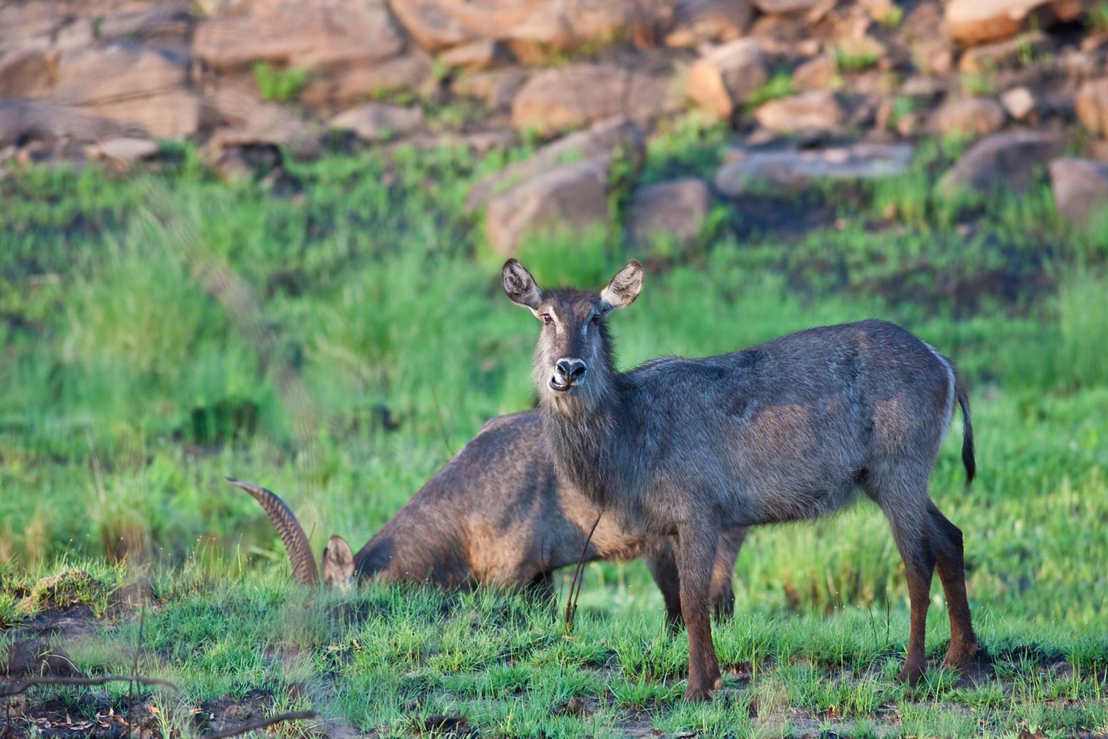 Nedile Lodge en The Waterberg