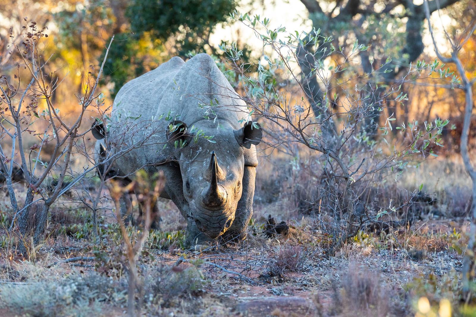 Nedile Lodge en The Waterberg