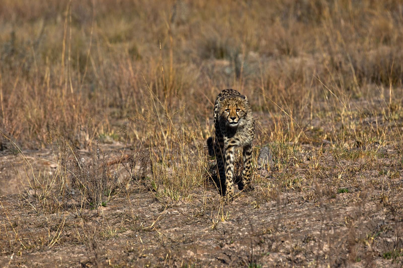 Nedile Lodge en The Waterberg