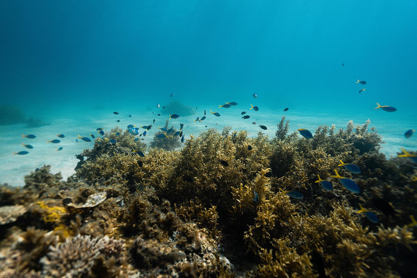Flower Island en El Nido