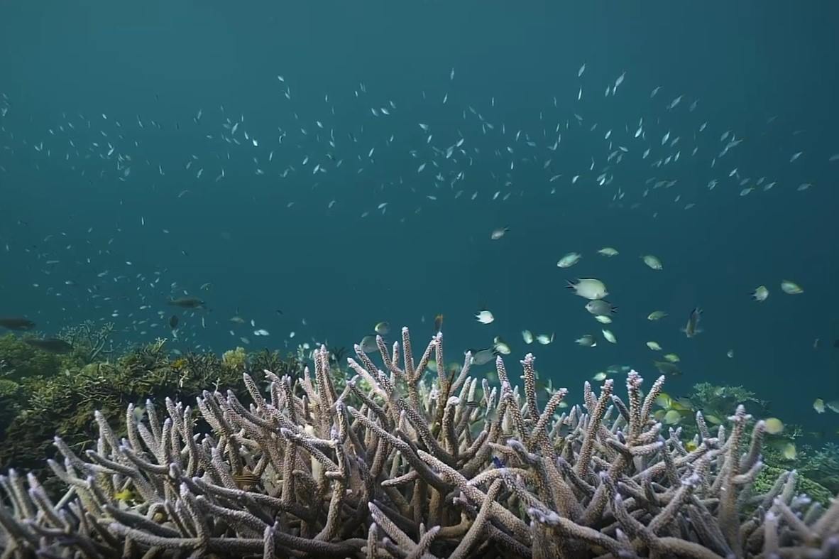 Flower Island en El Nido