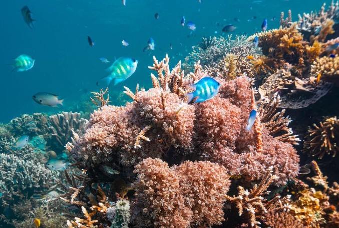 Flower Island en El Nido