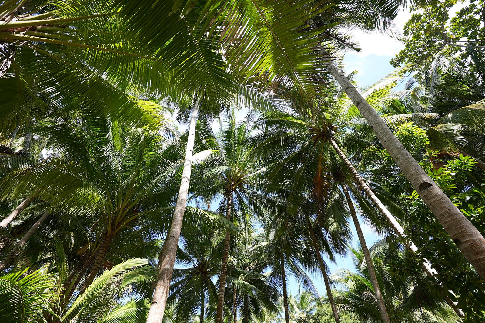 Flower Island en El Nido