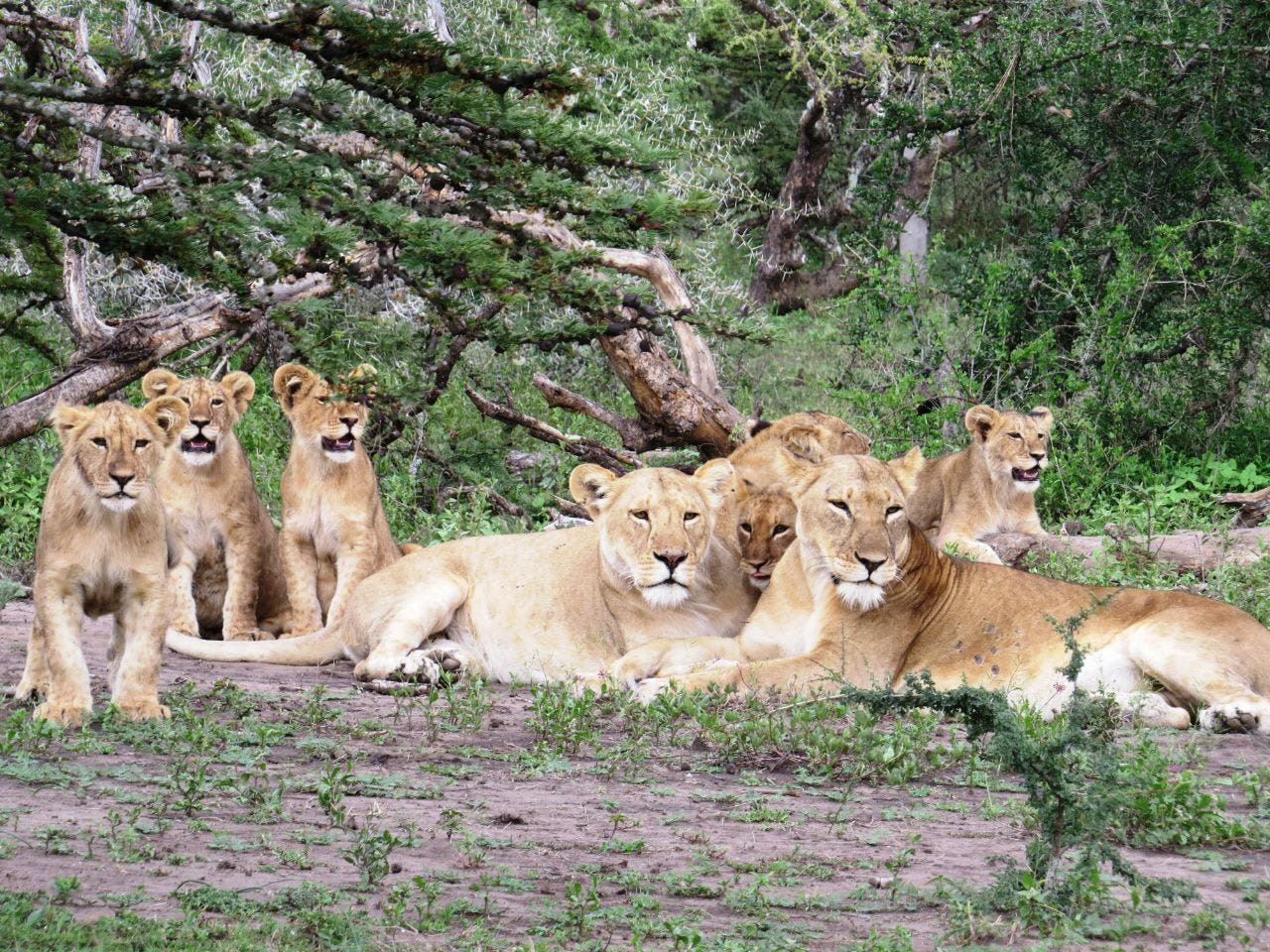 Serengeti