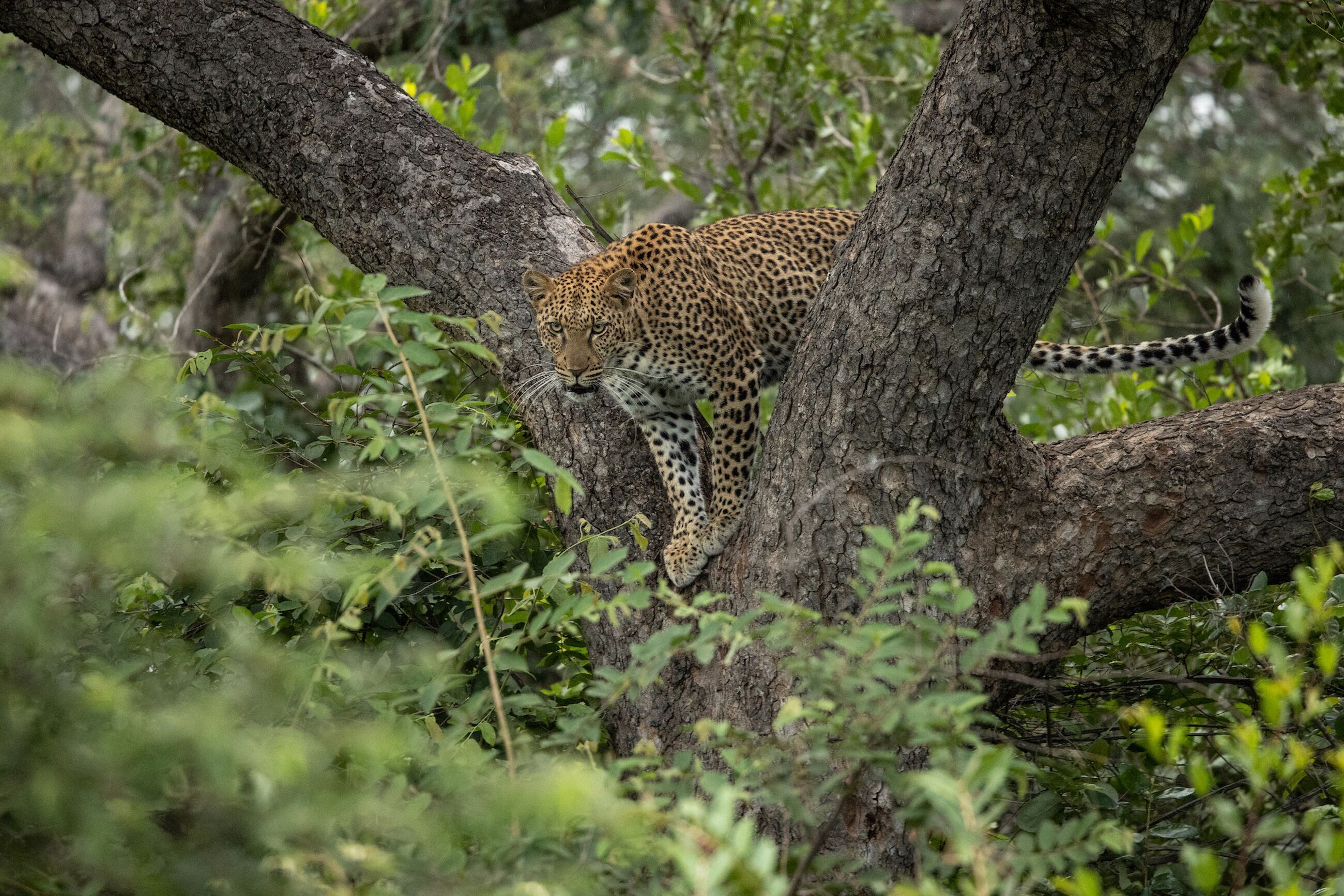 Exclusivo safari en Sudafrica y Mauricio diseñado por LAT.40