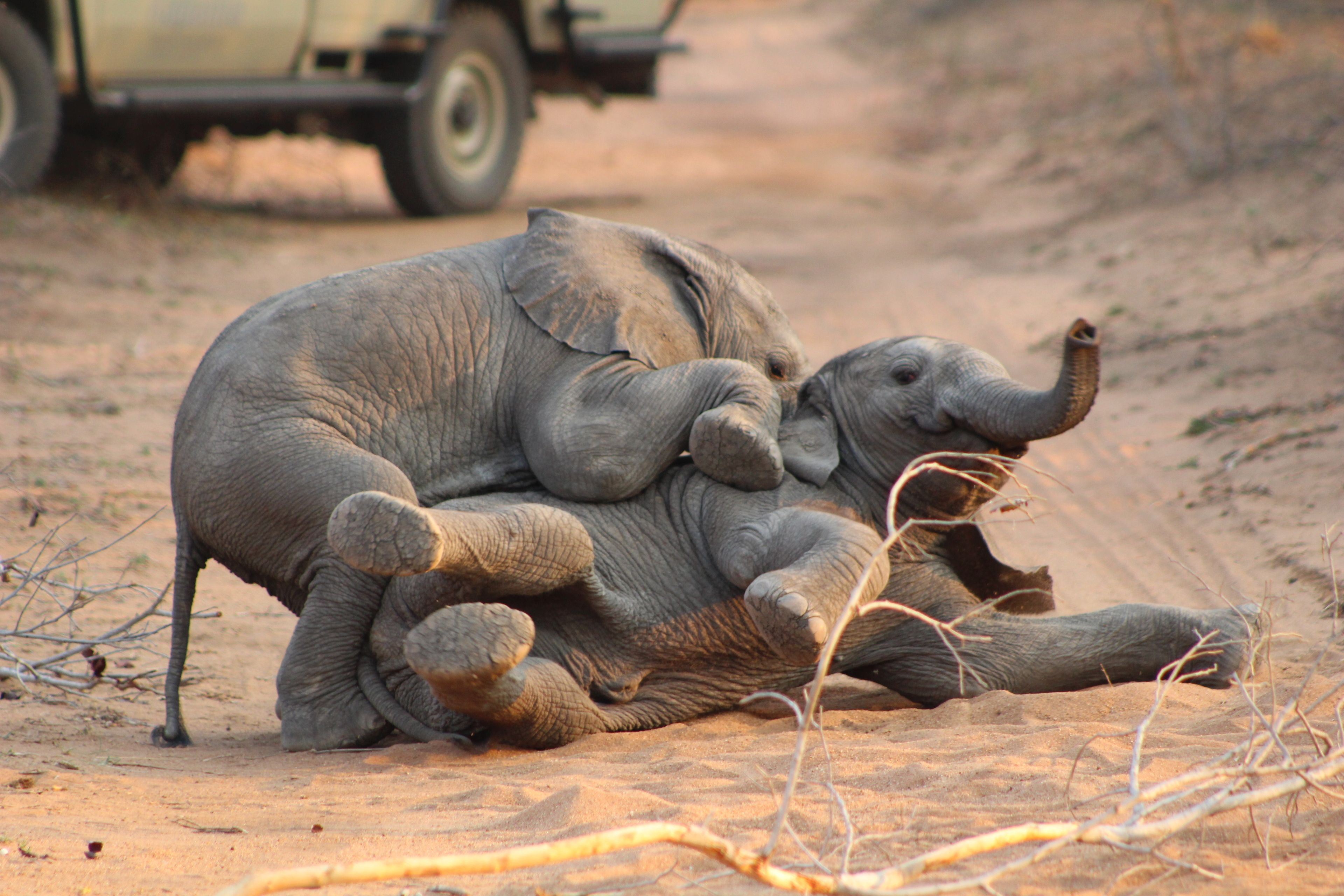 Kapama Private Game Reserve