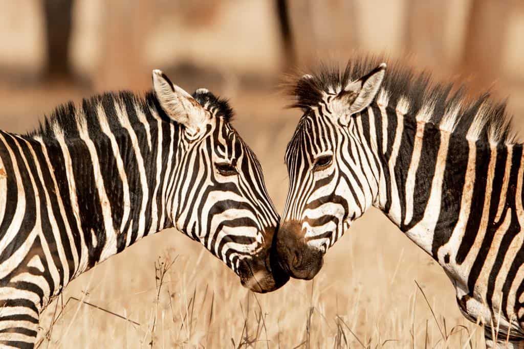 Olkeri Camp en Tarangire