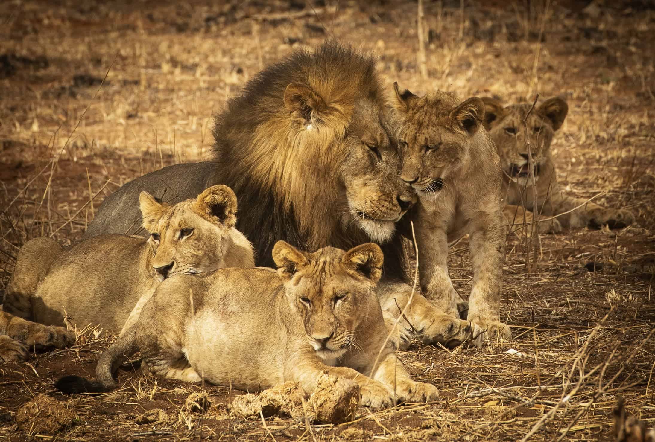 Olkeri Camp en Tarangire