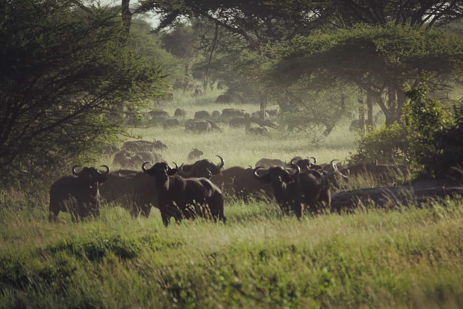 Olkeri Camp en Tarangire