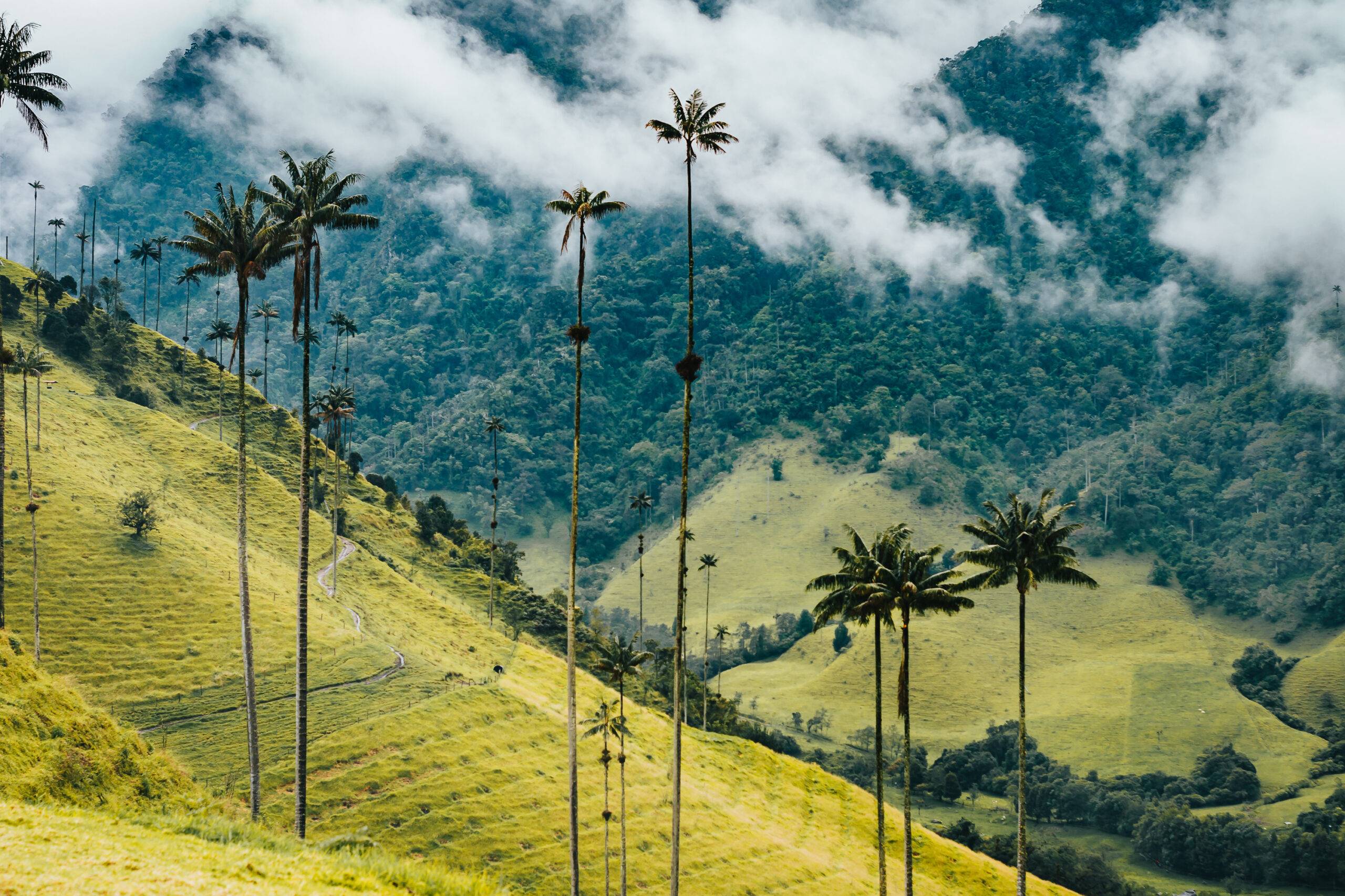Valle de Cocora | LAT.40