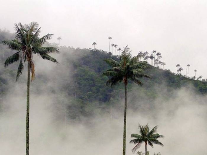 Valle de Cocora | LAT.40