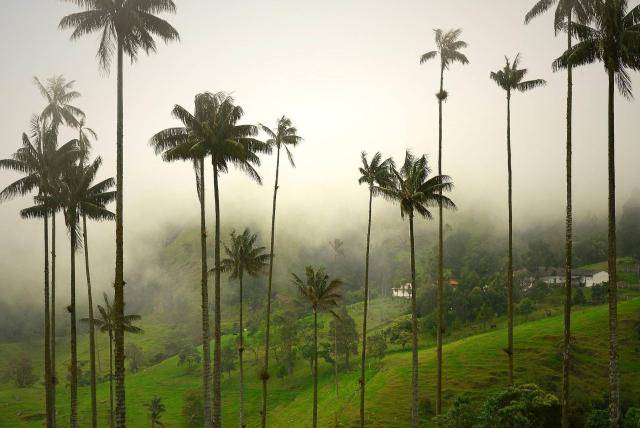 Valle de Cocora | LAT.40