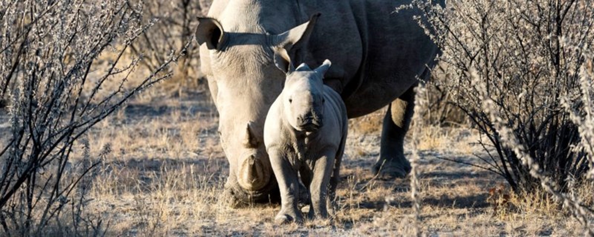Little Ongava  en Etosha Parque Nacional 