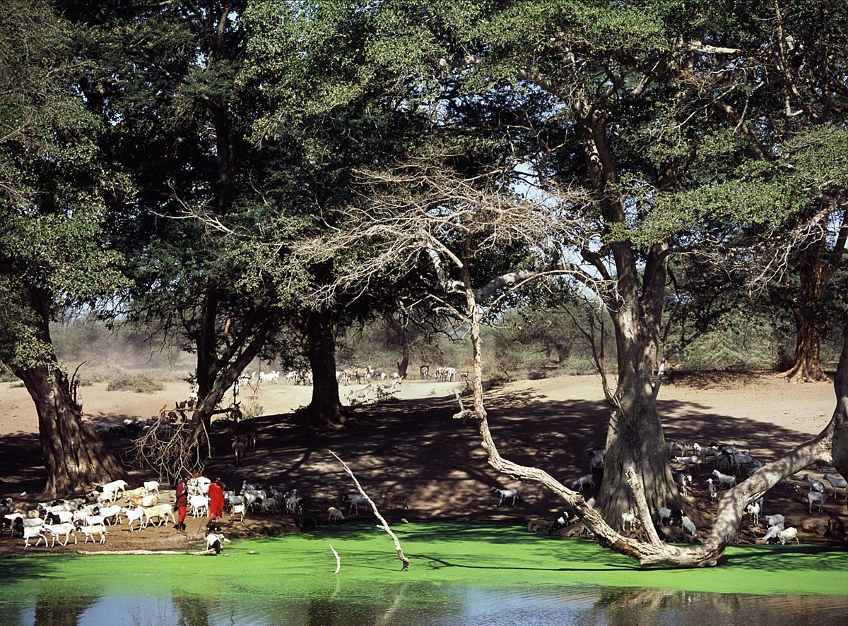 Campi Ya Kanzi en Amboseli