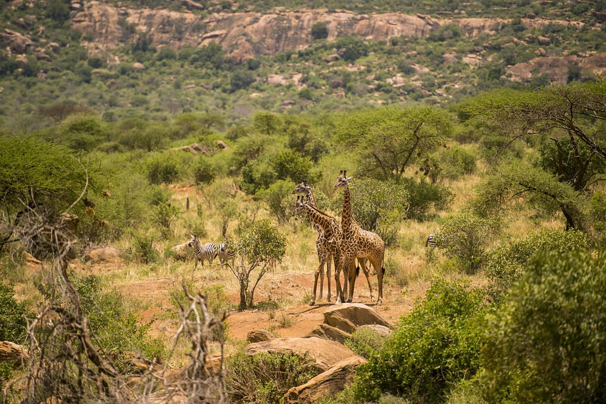 Campi Ya Kanzi en Amboseli