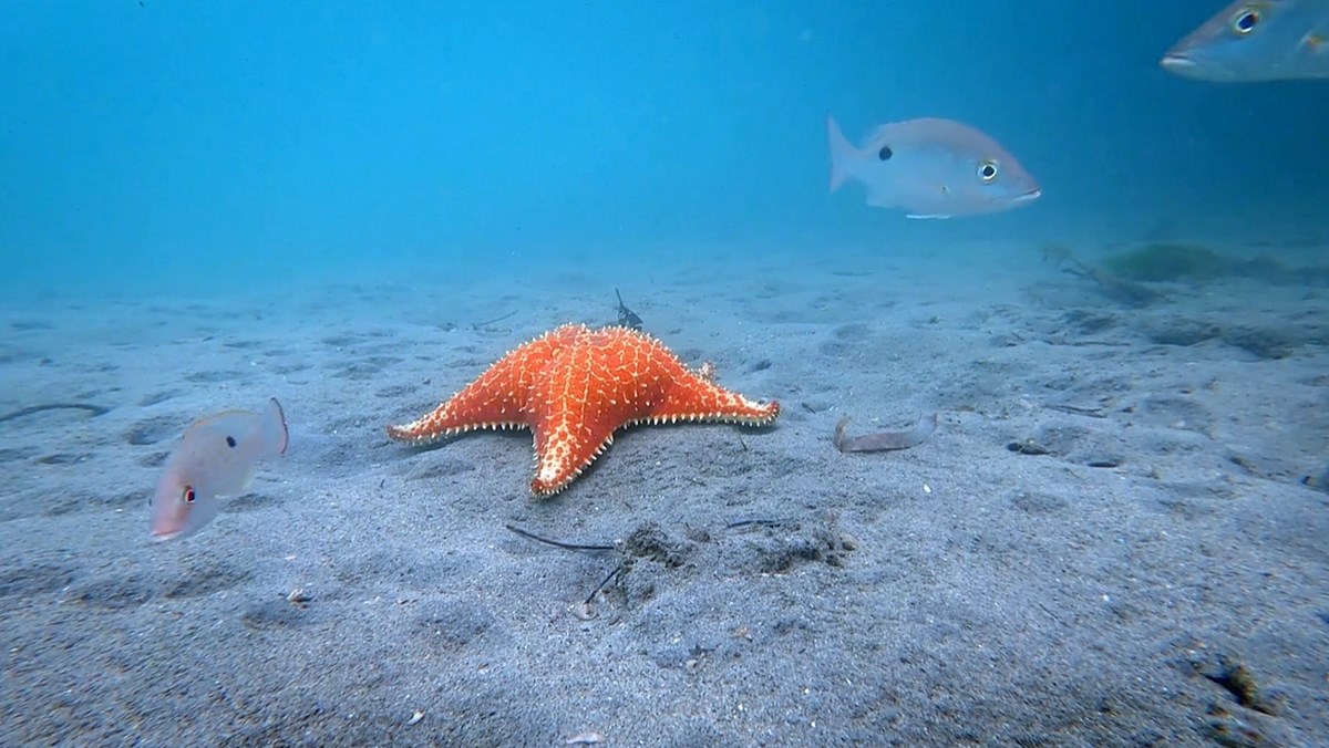 Villa Reef en Bocas del Toro