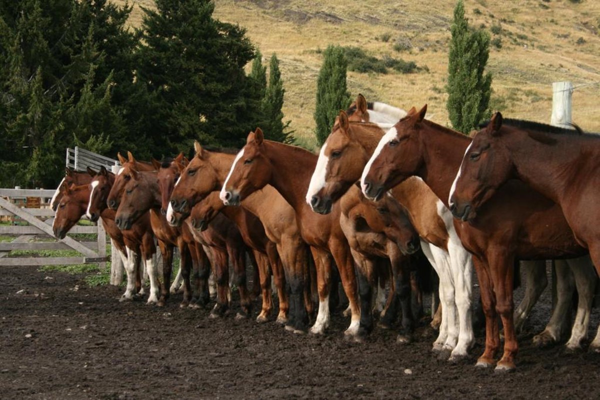 Estancia Nibepo Aike en Calafate