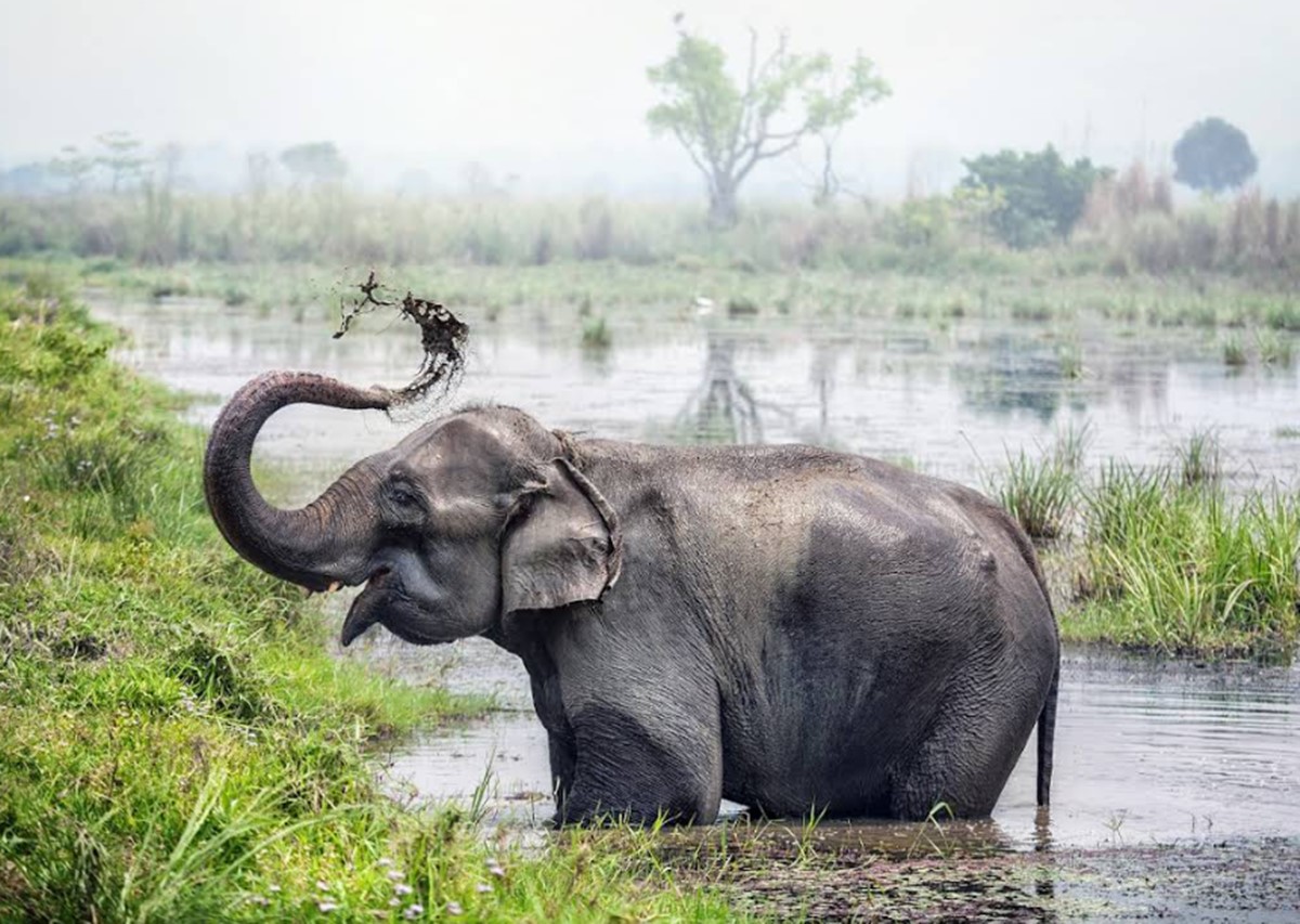 Chitwan National Park | LAT.40