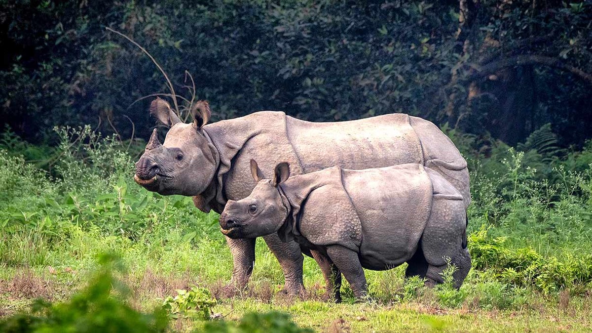 Chitwan National Park | LAT.40