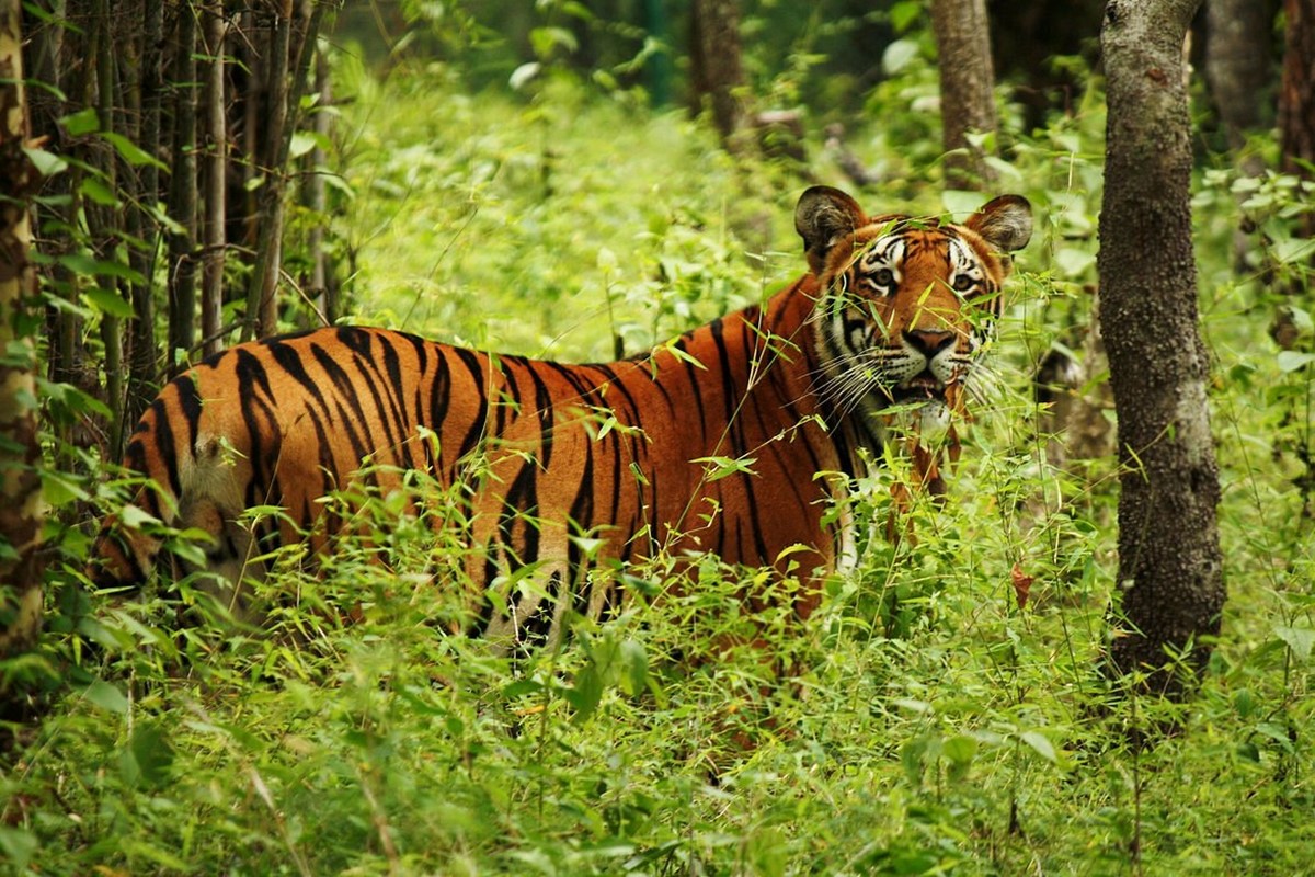 Chitwan National Park | LAT.40