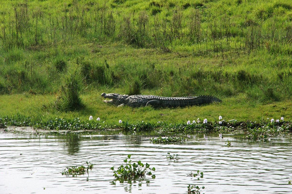 Chitwan National Park | LAT.40