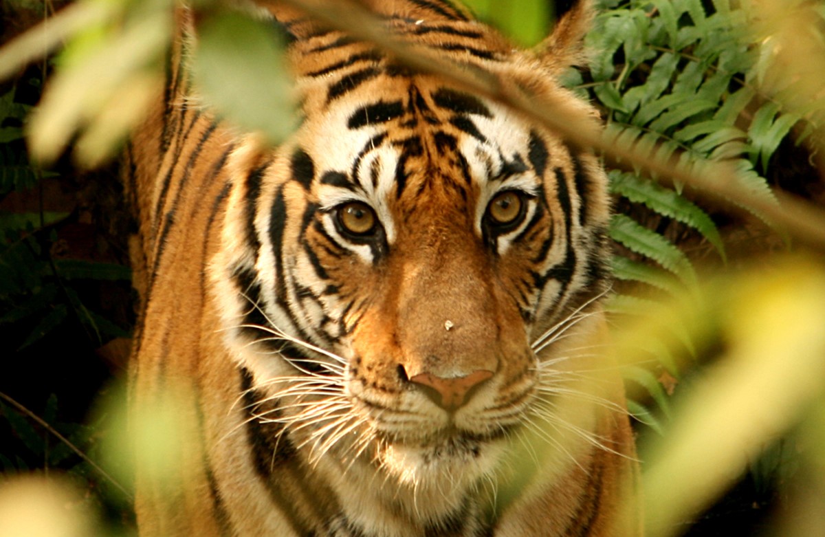 Chitwan National Park | LAT.40
