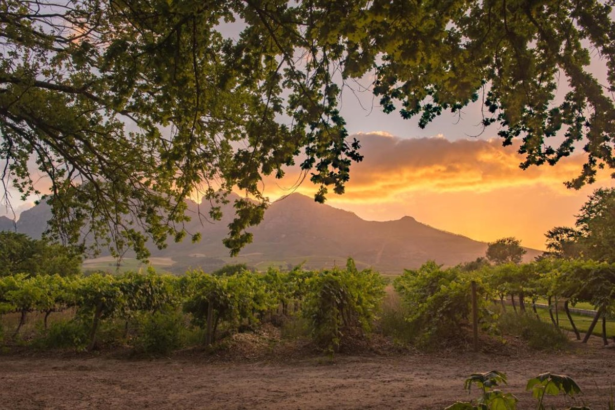 Vrede en Lust Wine Estate en Franschhoek
