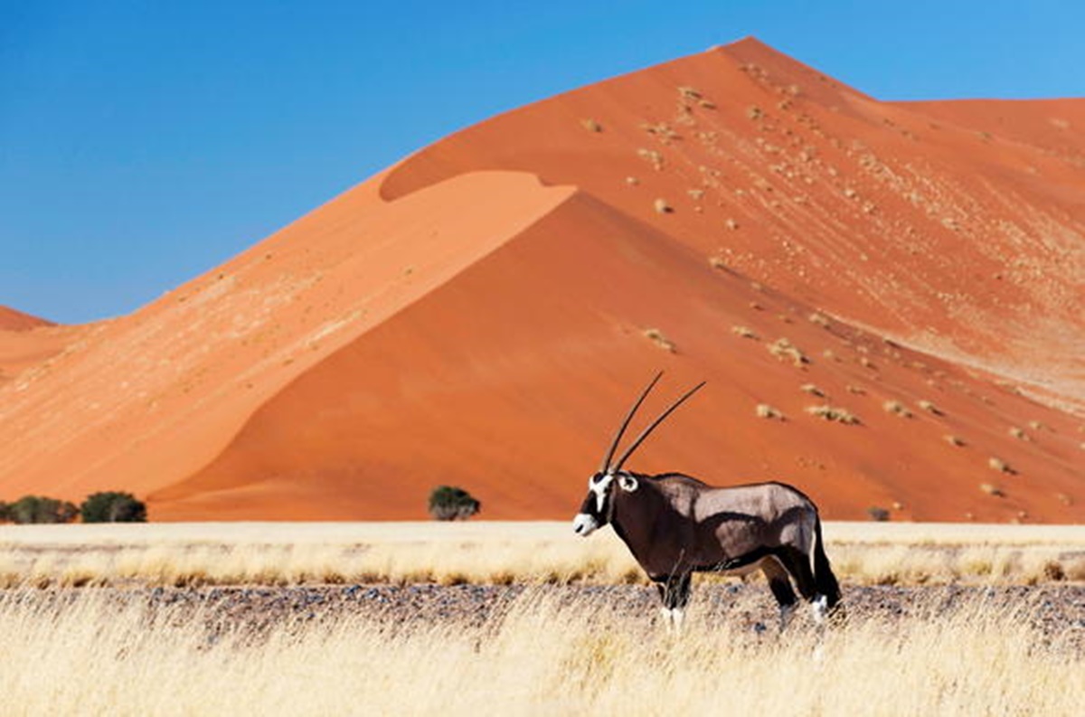 Little Kulala en Desierto del Namib